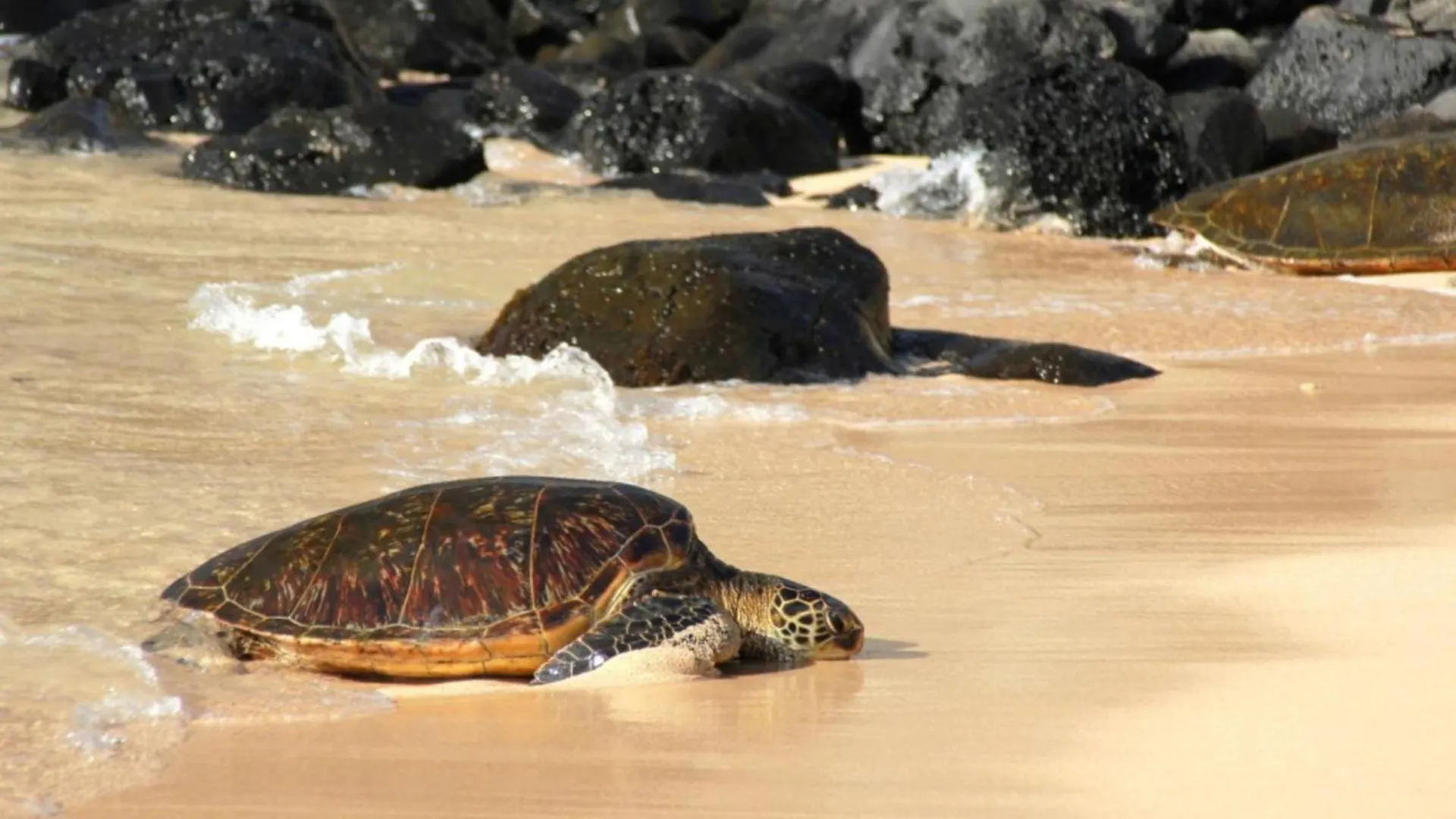 Napili Shores I270 Kahana 0*,